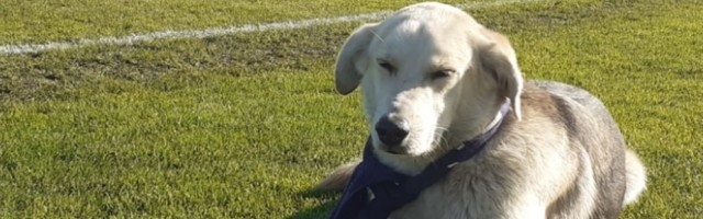 5 stvari koje psi ne vole, a koje stalno radite!