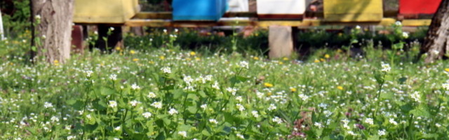 Pčela je na milijarde, a posao cveta (FOTO)