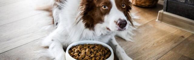 Hrana koju nikad ne treba davati psima: Urniše im probavu - ishod može biti fatalan