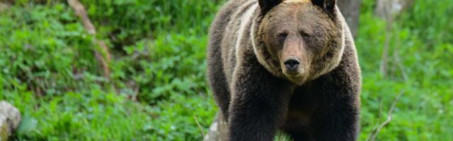 Medved ubio ženu u Poljskoj