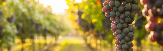 Robovski rad i život u šatorima: Kako žive radnici slavnih francuskih vinarija