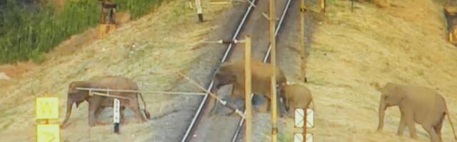 (UZNEMIRUJĆE) BRZI VOZ RAZNEO KRDO SLONOVA: Vagoni izleteli iz šina, mašinovođa povukao kočnice, bilo je PREKASNO:Nesrećnim životinjama nije bilo spasa! (VIDEO)