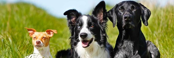 Mešanci ili rasni psi?