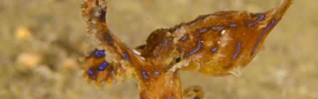 Hit scena sa Jadrana! Baka ulovila hobotnicu, a onda je došla ajkula: Nastao haos