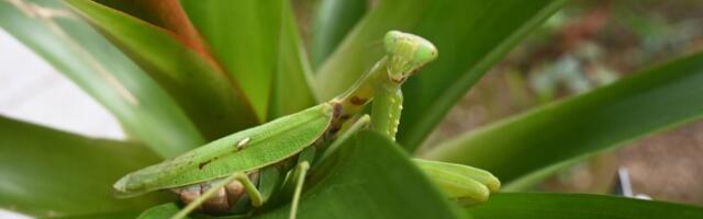 Ako vam se ovaj insekt iznenada pojavi u kući, OBILJE i spokoj će ući u VAŠ DOM