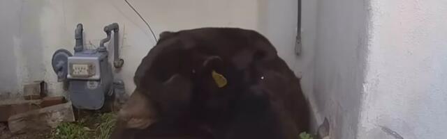 VIDEO: Medved mu mesec dana živeo ispod kuće, oteran pejntbol kuglicama