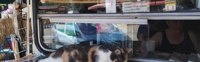 Priča koja će vam popraviti dan: Kako je jedna mačka pretvorila običan kiosk u najtoplije mesto u Vranju