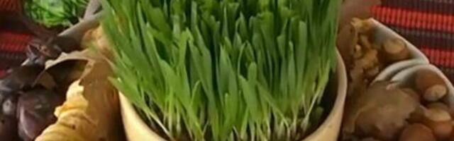 Nikad nećete pogoditi šta se radi sa pšenicom posle Božića! Ni slučajno je ne bacajte - razlog je ovo