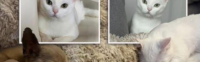 Snežnobela mačka Zoe sa smaragdnim očima traži dom: Da li ste vi novi vlasnik ove nežne lepotice?