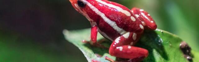 Slučaj epibatidin: O žabljem otrovu kojim je navodno ubijen ruski opozicionar Navaljni