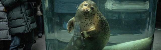 Zaposleni u Zoo vrtu u Japanu bacio telo supruge u krematorijum za životinje: Spalio je u spalionici, nije trepuno!