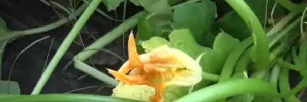 Kinezi maltretiraju Amerikance čudnim biljkama iz svoje zemlje