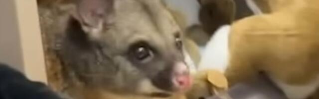 VIDEO: Posum se "sakrio" na polici s igračkama na aerodromu u Australiji