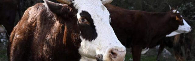 САД објавиле да су уништиле камп нарко-картела, медији тврде да је реч о фарми крава