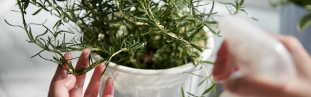 Zašto miris kafe deluje pre prvog gutljaja: Nauka otkriva kako aroma stimuliše budnost i pamćenje