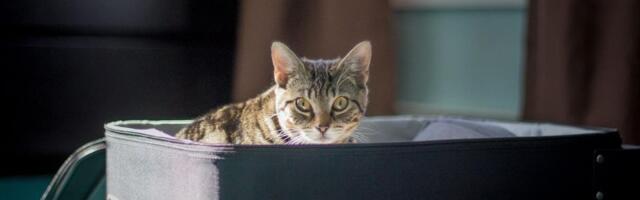 Tigrovi, aligatori, paunovi, patke: Širom sveta bogati troše ogroman novac da presele svoje kućne ljubimce