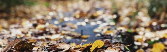 UGAŠEN JE JEDAN MLADI ŽIVOT... U novopazarskom selu nastradao muškarac prilikom izvlačenja drva iz šume...