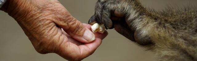 Šimpanza prepoznala svog spasioca: Dirljiv ZAGRLJAJ ČOVEKA I MAJMUNA na obali reke