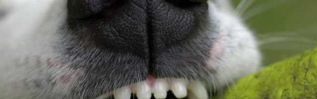 UBISTVO IZ STRASTI! Ugrizao ga za vrat iz ljubomore! (Video)