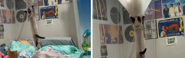 Mačke pretvorile sobu u igralište: Očajna vlasnica snimila šta je ostalo od baldahina iznad kreveta