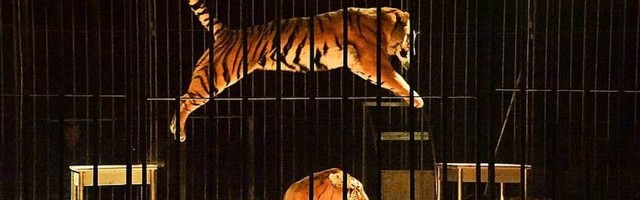 U francuskim cirkusima više neće biti divljih životinja
