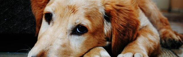 Vaš pas je alergičan na drugog psa? Retka dijagnoza zbunjuje i veterinare