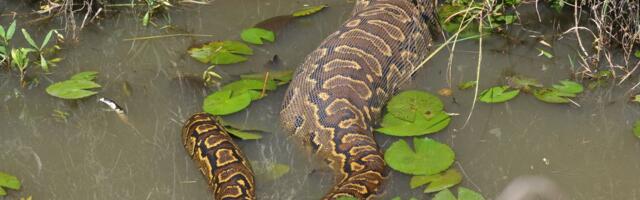 MONSTRUM OD 7 METARA NAPAO ČOVEKA Zmija mu se obmotala oko tela, meštani je ISEKLI NA KOMADE, ali uzalud