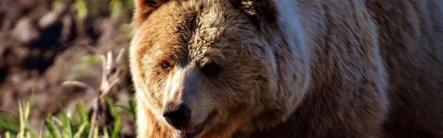 Medvedi Uroš i Miša izašli iz pećine i nisu videli svoju senku: Evo kakvo su vreme time najavili