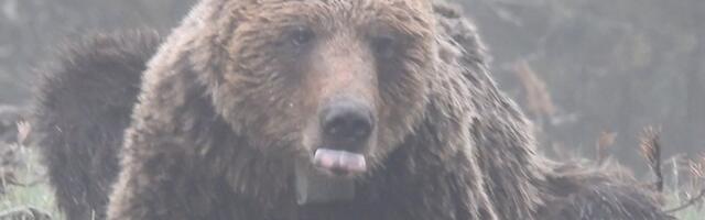 Novi medved na Jadovniku: Zašto mnogi medvedi ne spavaju zimi i kakvo vreme najavljuje njihovo ponašanje? (VIDEO)