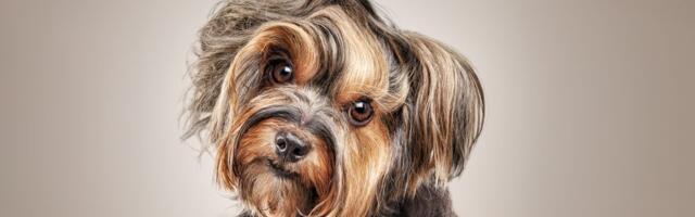 "Umirete" za svojim psom dok ste na putu? Nova studija donosi vesti koje vam se neće mnogo svideti