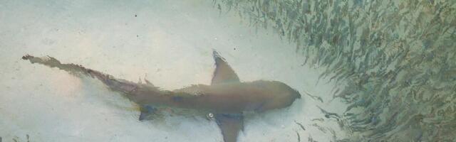 MORE SE PRETVORILO U KRVAVU GOZBU: Stotine ajkula masakrirale ribe i to pred kamerama, zapanjujuć snimak! (VIDEO)