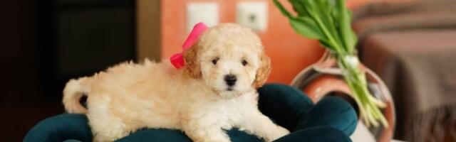 Večne bebe: 5 malih pasa koji ostaju štenad zauvek (FOTO)