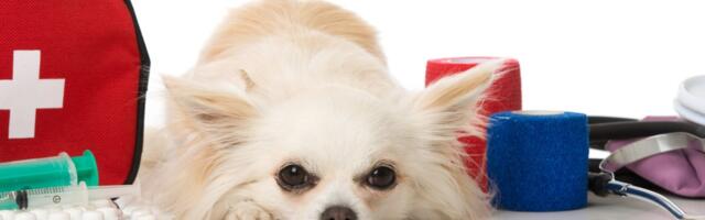 Da li biste umeli da pomognete životno ugroženom ljubimcu? Čak 9 od 10 vlasnika ne zna PROTOKOL PRVE POMOĆI