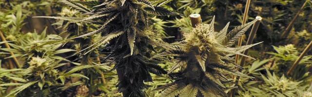 Ispovest bivšeg pušača kanabisa: “Kada sam prestao, život mi se skroz promenio”