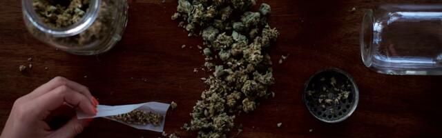 Kada rekreacija postane navika: prvi koraci ka zavisnosti od marihuane