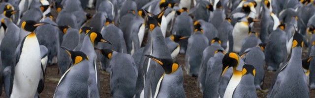 (FOTO) ČUDO PRIRODE! Kada budete videli OVOG pingvina bićete zgranuti, njegova BOJA je nestvarna!