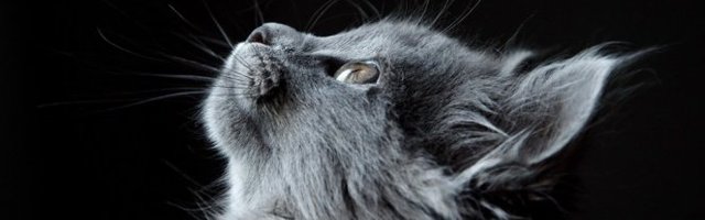 ODUŠEVLJENA! Maca uživa u istoj poslastici kao i ljudi! (Video)