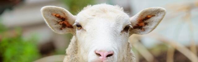 MERE SIGURNOSTI Virus kuca na vrata Srbije?