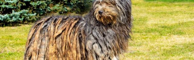 Pas sa dredovima je noćna mora za grumere: Evo zašto je dlaka ove rase teška za održavanje (FOTO)