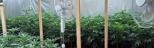 Otkrivena tajna fabrika marihuane u Subotici: Specijalci upali na posed