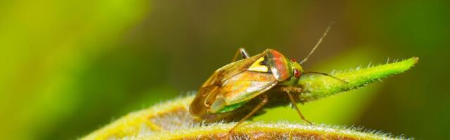 SMRDIBUBE OD OVOG MIRISA BEŽE KAO ĐAVO OD KRSTA! Jedini PROVERENI NAČIN DA IH SE OTARASITE ZAUVEK - čim ga osete...