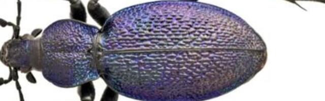 U Srbiji pronađena jedna od najkrupnijih vrsta insekata: Evo po čemu ih možete prepoznati (FOTO)