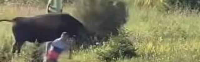 RAZJARENI BIK SE OTEO KONTROLI NA IGMANU, A ONDA... Nastao haos, ljudi u panici bežali, prizori lede krv! (VIDEO)