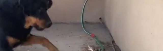 Zmija se namerila na mačku, uključio se i pas (VIDEO)