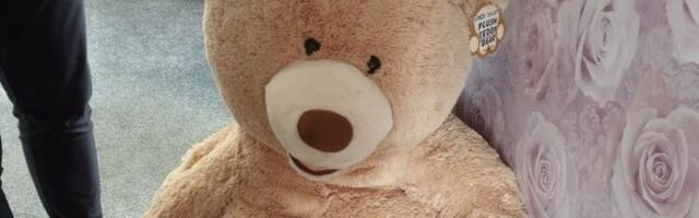 Kradljivac automobila pokušao da se sakrije od hapšenja uguravši se mečki u rupu