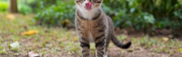 Najpoznatiji mačak u diplomatiji izlazi iz penzije! Sada vedri i oblači na Bermudama (FOTO)