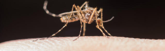 Pripremite se na vreme: Komarci ne podnose ovu prirodnu smesu (VIDEO)