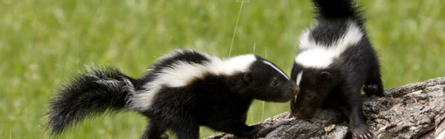 Brisanje Pepe le Tvora u ime političke korektnosti – ko je sledeći?