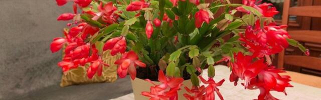 Božićni kaktus kao sa slike: Raskošan i pun cvetova narednih 30 godina