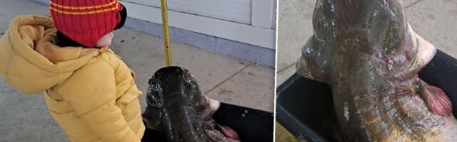 Mama, je l' ovo zmaj: Čudo na pijaci u Majdanpeku